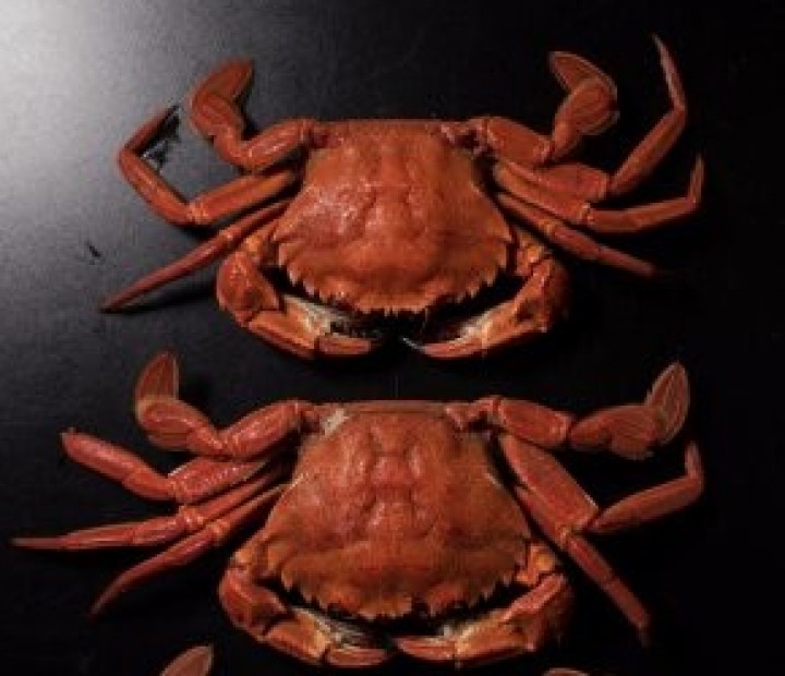 <h6 class='prettyPhoto-title'>Crabs (kg)</h6>